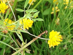 Spreader Clover (Trifolium patens)