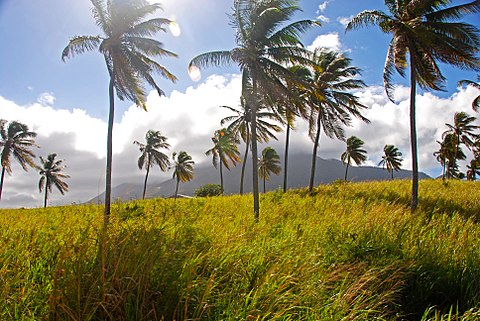 St Kitts landscape St. Kitts grasslands and palm trees - panoramio.jpg
