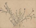 Thistle, pencil and watercolor on cardboard, ca. 1876-1878 (National Museum in Warsaw)