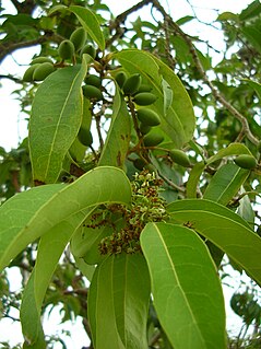 Oleeae tribe of plants