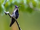 aves De Argentina