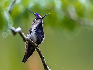 <span class="mw-page-title-main">Purple-crowned plovercrest</span> Species of hummingbird