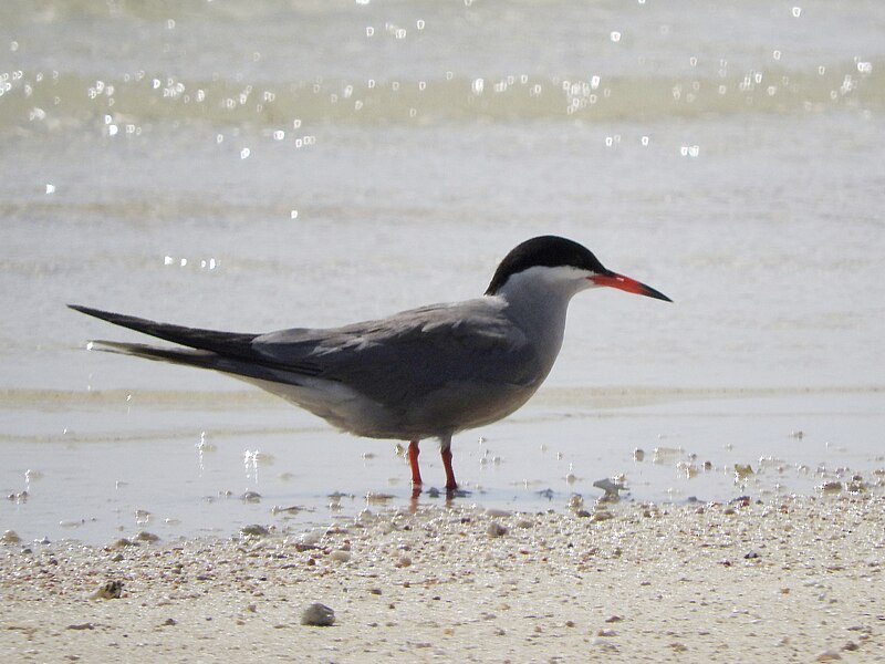 File:Sterna repressa, Wadi El-Gemal Reserve, Red Sea, Egypt 1.jpg