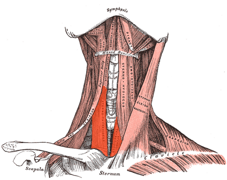 Sternothyroid muscle