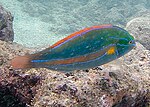 Thumbnail for Belted wrasse