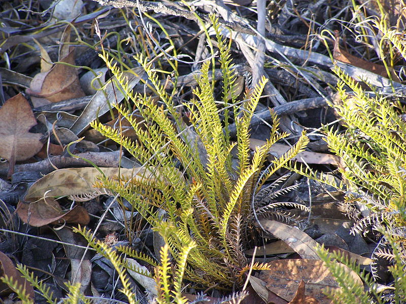 File:Stirling range np 30 gnangarra.jpg