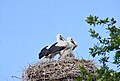 Storchennest in Bramel