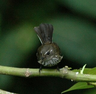 Streaked fantail Species of bird