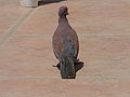 Palmtaube Laughing Dove