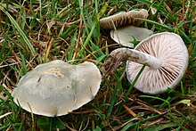 Stropharia pseudocyanea 111101w.JPG