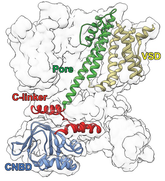 File:Structure of a Prokaryotic CNG Channel.jpg