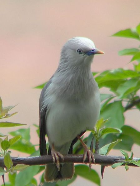 File:Sturnus malabaricus hk.jpg