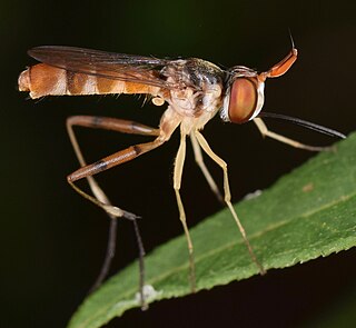<i>Stylogaster neglecta</i> Species of fly