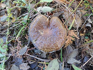 <i>Suillus serotinus</i> Species of fungus