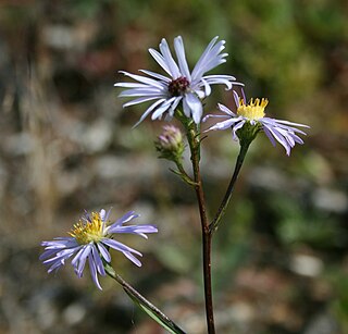 <i>Symphyotrichum foliaceum</i> Species of flowering plant in the family Asteraceae native to western North America