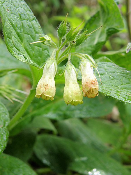 File:Symphytum tuberosum. Consolda.jpg