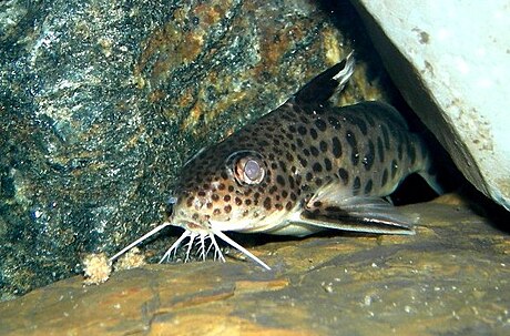 File:Synodontis multipunctatus.jpg