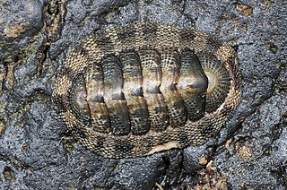 Sypharochiton