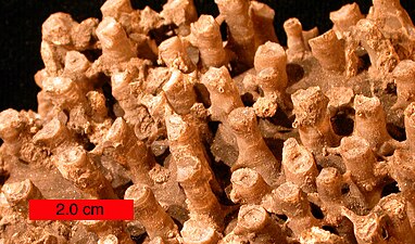 Karang Tabulata dari keluarga Syringoporidae [en]; batu kapur Boone (Awal Zaman Karbon) berdekatan Hiwasse, Arkansas, bar skala 2.0 cm