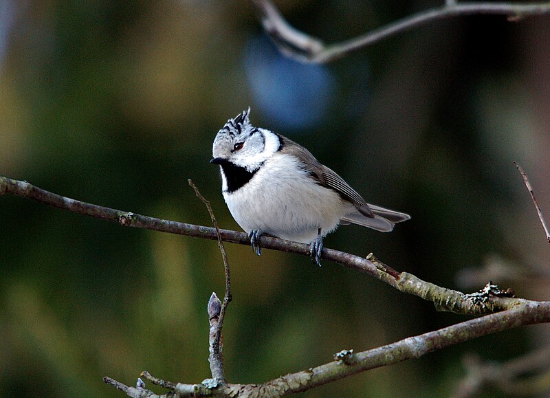 File:Töyhtötiainen orrella.jpg