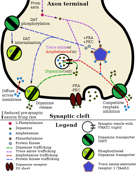 File:TAAR1 Dopamine.svg