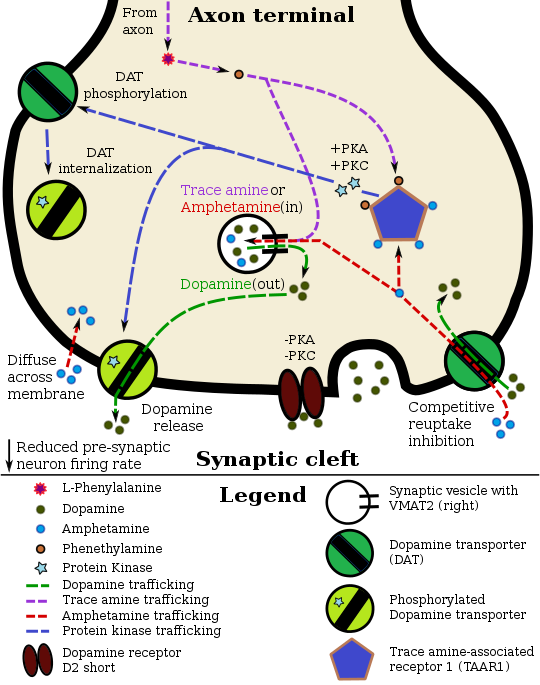 Un modèle pharmacodynamique de l'amphétamine et du TAAR1