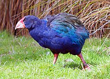 Foto eines großen blauen Vogels mit zottigen Federn, die auf Gras gehen