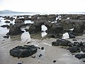 Takapuna Beach fossils in water.jpg