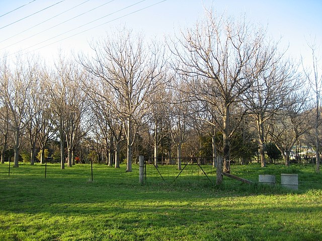 Orchard outside Tamworth during winter