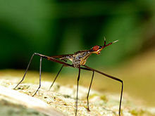 Telostylinus lineolatus erkek 2 kadavoor.jpg