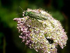 Rhogogaster viridis (Green sawfly)