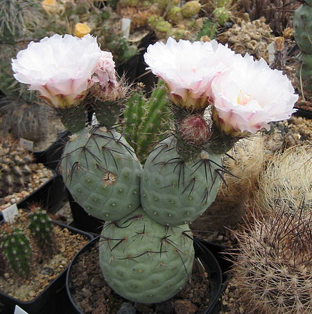 Tephrocactus_geometricus