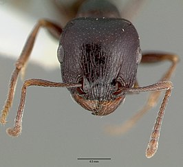 Tetramorium barbigerum