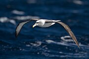 Thalassarche cauta in flight 2 - SE Tasmania.jpg