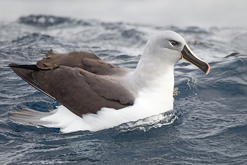 File:Thalassarche chrysostoma - SE Tasmania.jpg