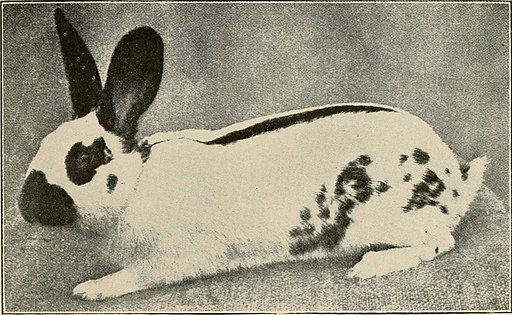 The American pet stock standard of perfection and official guide to the American fur fanciers' association (1915) (17539427083)