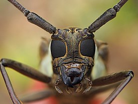 The Longhorn Beetle