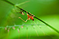 The Orange Grasshopper (4145500623).jpg