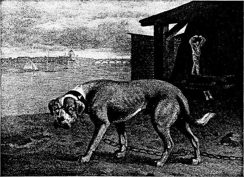 File:The dog book - a popular history of the dog, with practical information as to care and management of house, kennel, and exhibition dogs, and descriptions of all the important breeds (1909) (20793005691).jpg