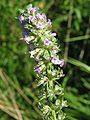 Thymus pulegioides.jpeg