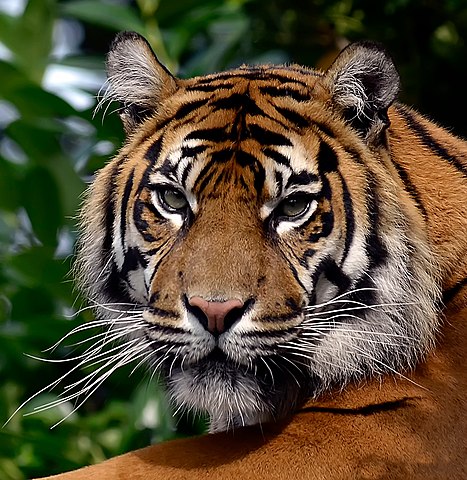 images of tigers face