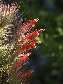 Tillandsia funkiana (Скотт Зона) 001.jpg