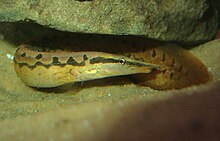 Mastacembelus armatus is a widespread Asian species found in both fresh and brackish water, but as currently defined it is likely a species complex Tire Track Eel.jpg