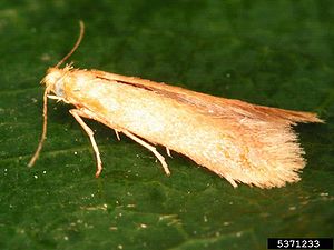 Oak leaf miner (Tischeria ekebladella)