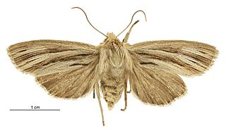 <i>Tmetolophota stulta</i> Species of moth