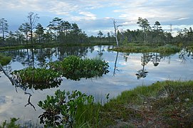 Day 12: Tolkuse bog pools