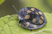 Tortoise beetle (Cyrtonota sp.) Choco.jpg