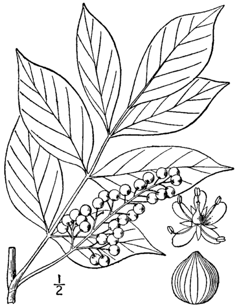 File:Toxicodendron vernix BB-1913.png