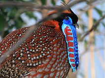 Tragopan satyra, ZOO Praha 197.jpg