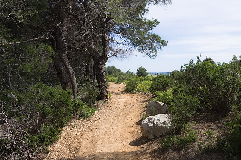 File:Trail, Pinet, Hérault 01.jpg